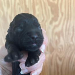 Earth - Black female Cavapoo puppy in Arabi, Georgia from Huckadoodle Farm
