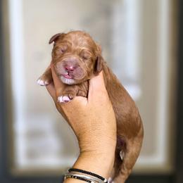 Tansy - Red  female Goldendoodle puppy in Moses Lake, Washington from Macy Meadows Doodles