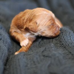 Goldendoodle Puppies from Moore Mini Goldendoodles to Love