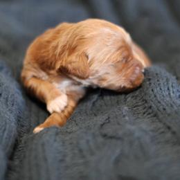 Goldendoodle Puppies from Moore Mini Goldendoodles to Love