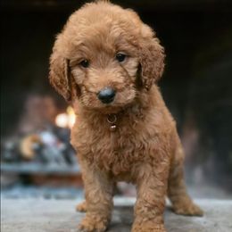 Gravy - Red  male Goldendoodle puppy in Eugene, Oregon from Oregon's Legendary Goldendoodles
