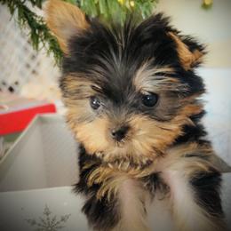 Itsy - Black and tan male Yorkshire Terrier puppy in Ocala, Florida from Top Notch Pupz
