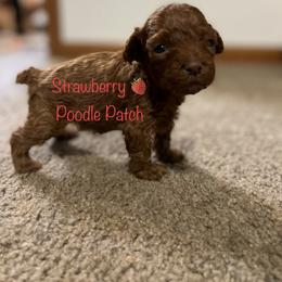 Poodle Puppies from Strawberry Poodle Patch