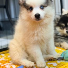 Alisson - Black and white female Pomsky puppy in Centerville, Iowa from LJ Kennels Pomskies, LLC