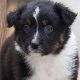 Vibe - Black tri-color male Australian Shepherd puppy in Springville, Alabama from Cross Creek Aussies