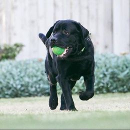 Labrador Retriever All Grown Up from Judy Sarao's Labs