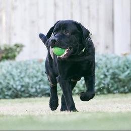 Labrador Retriever All Grown Up from Judy Sarao's Labs