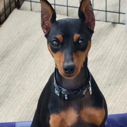 Jet - Miniature Pinscher