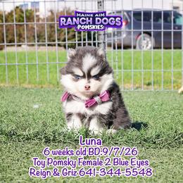 Luna - Blue female Pomsky puppy in Humeston, Iowa from M.A.R. Dogs
