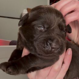 Charlie Brown - Chocolate male Labrador Retriever puppy in Cleveland, Ohio from Brookside Labrador Retrievers