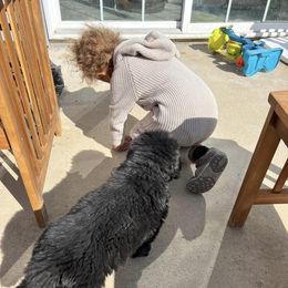 Newfoundland Puppies from Knallhart Kennels