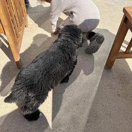 Newfoundland Puppies from Knallhart Kennels