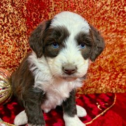 Dixie - Brown and white female Aussiedoodle puppy in Marshall, Arkansas from Buffalo River Puppies