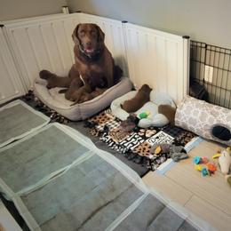 Chesapeake Bay Retriever Puppies from Shore Acres Chesapeakes