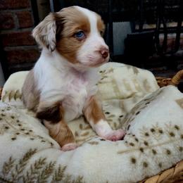 Miniature Australian Shepherd Puppies from Nate Black