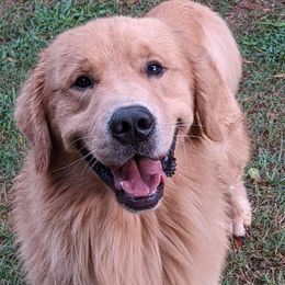 Golden Retrievers and Havanese from Moe's Goldens and HavAntics