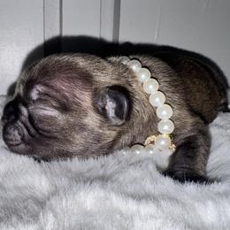 French Bulldog Puppies from jack & Ruby's Frenchies