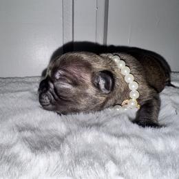 French Bulldog Puppies from jack & Ruby's Frenchies