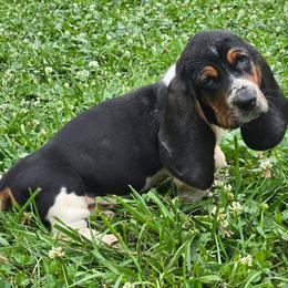 Silverquill - Black brown and white male Basset Hound puppy in West Chester, Ohio from Bed-N-Bassets
