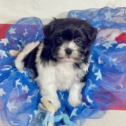 Girl 1 - female Havanese puppy in Summerfield, Florida from Honor Havanese