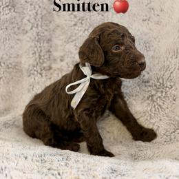 Smitten - Brown male Poodle puppy in Julian, California from Above the Pines Poodles