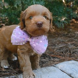 Sullivan - Caramel red female Australian Labradoodle puppy in Matthews, North Carolina from Weddington Labradoodles