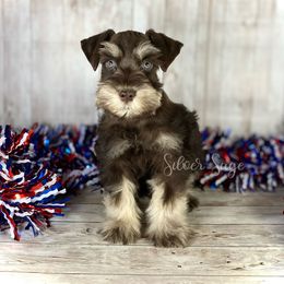Phil - male Miniature Schnauzer puppy in Weston, Idaho from Silver Sage Schnauzers