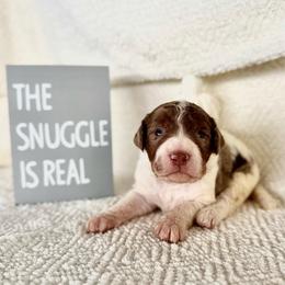 Buckle (Buck) - Merle male Labradoodle puppy in Elizabeth City, North Carolina from Howdy Doodles