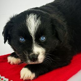 Ray - Black & white male Miniature Australian Shepherd puppy in Smithville, Arkansas from Cooper Creek Aussies