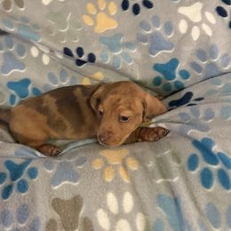Dachshund Puppies from Rockin Mountain Hounds