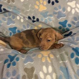 Dachshund Puppies from Rockin Mountain Hounds