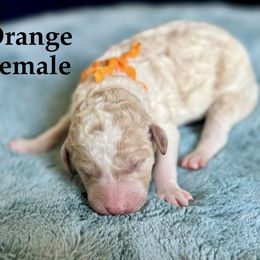 Orange Collar - Parti female Goldendoodle puppy in Maryville, Tennessee from Twin City Doodles