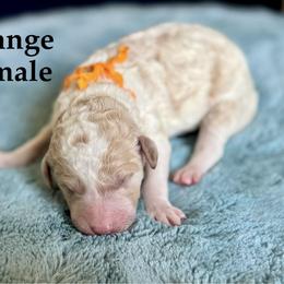 Orange Collar - Parti female Goldendoodle puppy in Maryville, Tennessee from Twin City Doodles