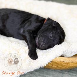 Orange Girl - Black female Goldendoodle puppy in Carthage, Tennessee from Willows Doodles