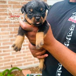 Black Male - Black and mahogany male Rottweiler puppy in Humble, Texas from Inexorable Haus Early Rotts