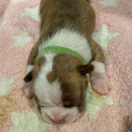 Denali - Red male Boston Terrier puppy in Monroe, Washington from Nordkyn Boston Terriers
