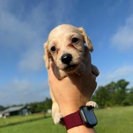 MWM4 cream or red - Cream male Dachshund puppy in Carthage, Texas from Rafter C Ranch Doxies