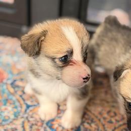 Nami (Daisy) - Red female Pembroke Welsh Corgi puppy in Snellville, Georgia from Laur's Classic Corgis