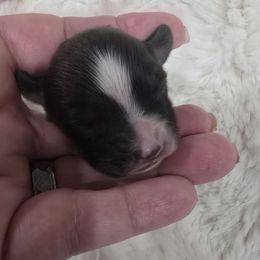 Garnet - Red white and sable male Papillon puppy in Hollister, Missouri from Swan Creek Kennel