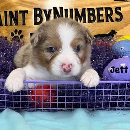 Rmm2 - Red merle male Australian Shepherd puppy in Magee, Mississippi from Paint ByNumbers Ranch