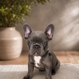 French Bulldog Puppies from Roberto Amador