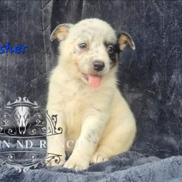 Dasher - Blue female Australian Cattle Dog puppy in Silsbee, Texas from Rockin ND Ranch