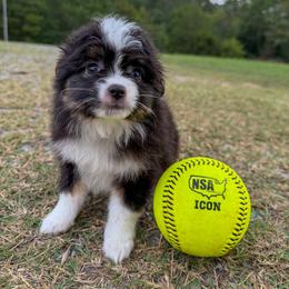 Chocolate - Black tri male Toy Australian Shepherd puppy in Blacksburg, South Carolina from Rustic Rose Toy Australian Shepherds
