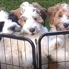 Whoodle Puppies from WowOWhoodles