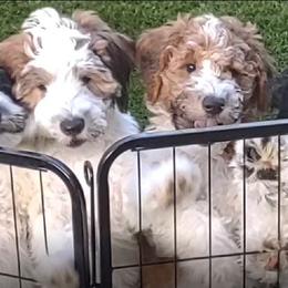 Whoodle Puppies from WowOWhoodles