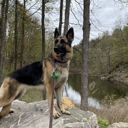 German Shepherds from Bartlett's German Shepherds