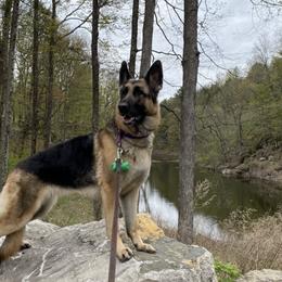 German Shepherds from Bartlett's German Shepherds