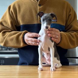 Boy 1 - Luca - Blue male Italian Greyhound puppy in Sugar Valley, Georgia from Pinnacle Farm and Kennel