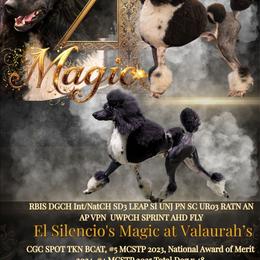 Magic - Poodle