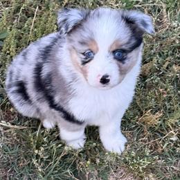 Black tripe right shoulder - Blue merle male Miniature Australian Shepherd puppy in Graham, North Carolina from Thompson Farm Mini Aussies